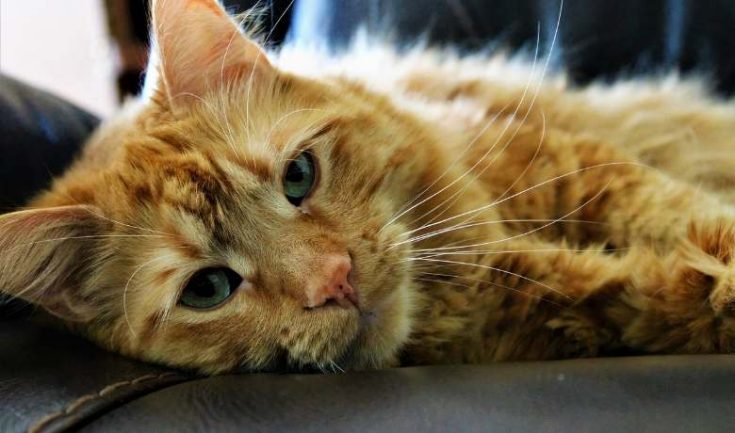 20 Orange Tabby Cat Breeds | Surprising & Fun Facts About Orange Cats ...