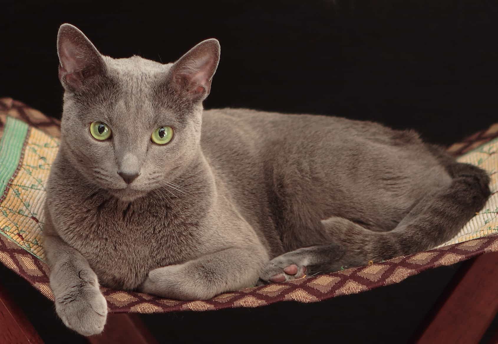 British Shorthair Vs Russian Blue My British Shorthair
