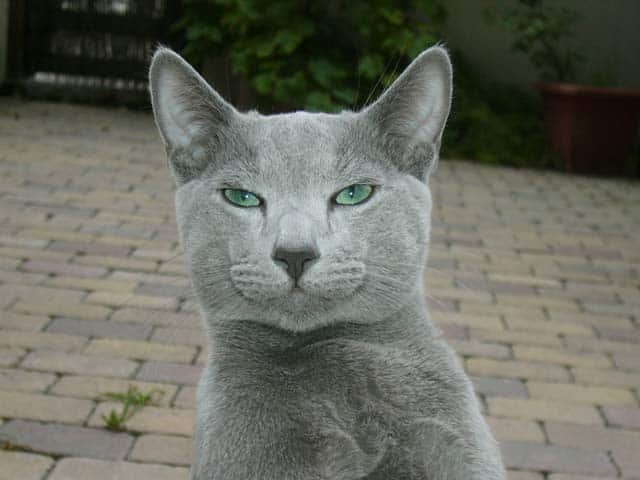 Russian_Blue_cat