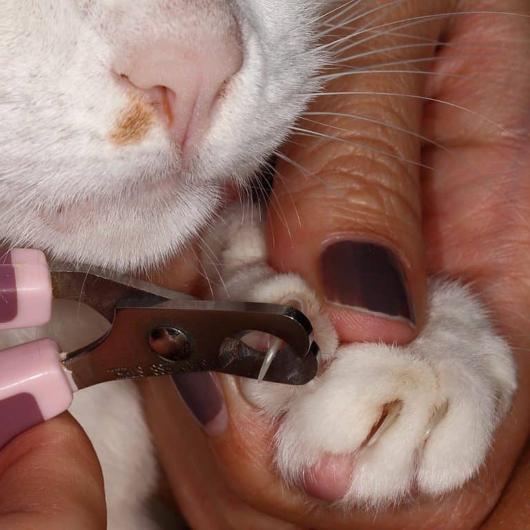 17 Grooming Tips For British Shorthairs - My British Shorthair Cat ...