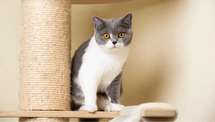 How Do I Stop My Cat From Scratching The Floor At Night My British Shorthair How Do I Stop My Cat From Scratching The Floor At Night My British Shorthair