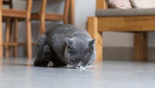 Why Is My Cat Licking The Floor? - My British Shorthair Cat - Adoption ...