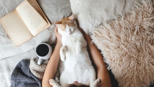 Is Maple Syrup Bad For Cats? - My British Shorthair Cat - Adoption And ...