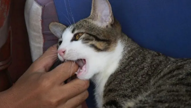 Why Does My Cat Rub His Face On Me Then Bite Me? - My British Shorthair