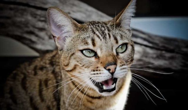 are-bengal-cats-aggressive-my-british-shorthair-cat-adoption-and