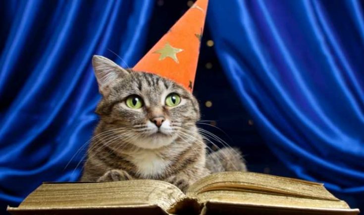12 Surprising Facts About Silver Tabby Cat - Silver Tabby Cats Classic ...