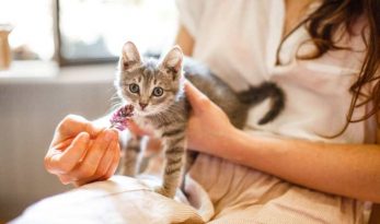 12 Surprising Facts About Silver Tabby Cat - Silver Tabby Cats Classic ...