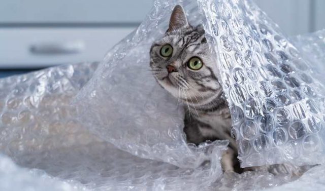 12 Surprising Facts About Silver Tabby Cat - Silver Tabby Cats Classic ...