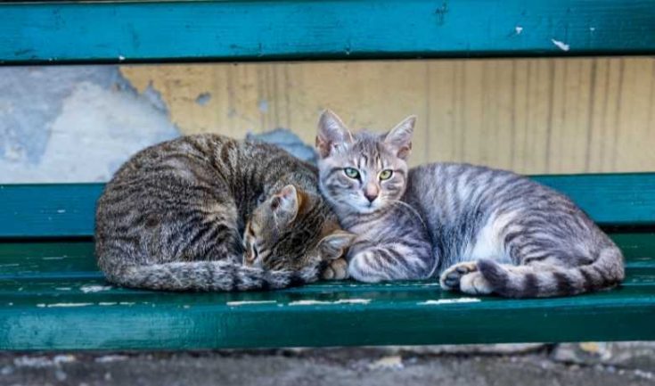 12 Surprising Facts About Silver Tabby Cat - Silver Tabby Cats Classic ...