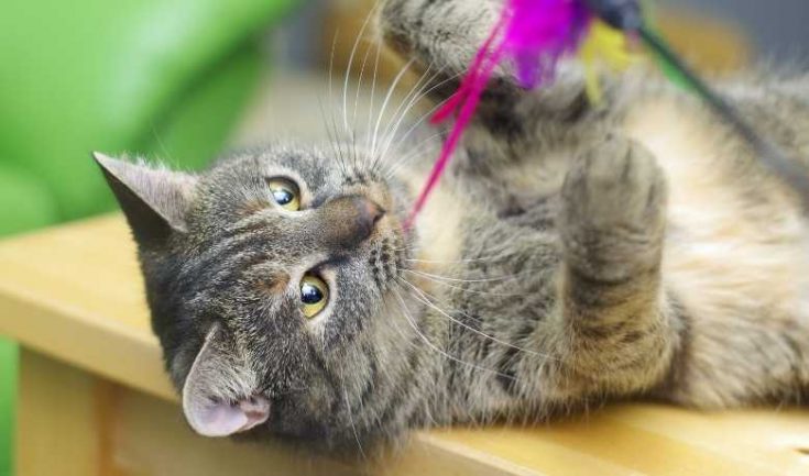 12 Surprising Facts About Silver Tabby Cat - Silver Tabby Cats Classic ...