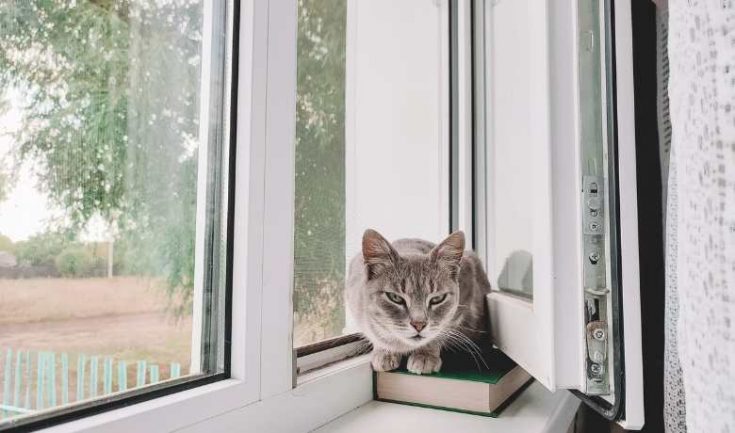 12 Surprising Facts About Silver Tabby Cat - Silver Tabby Cats Classic ...