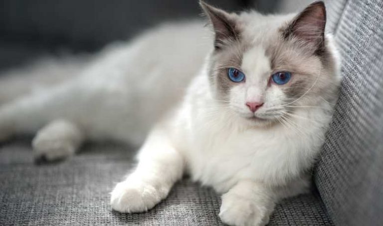 Ragdoll Cat Weight By Age Full Guide - My British Shorthair Cat ...