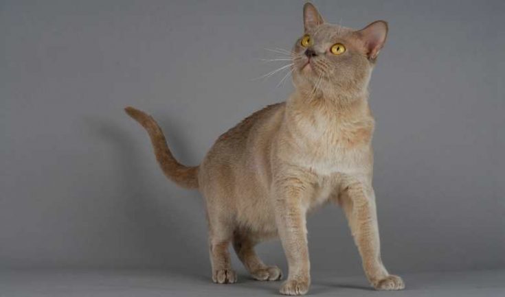 View of Burmese Cat Weight By Age Full Guide - My British Shorthair Cat ...