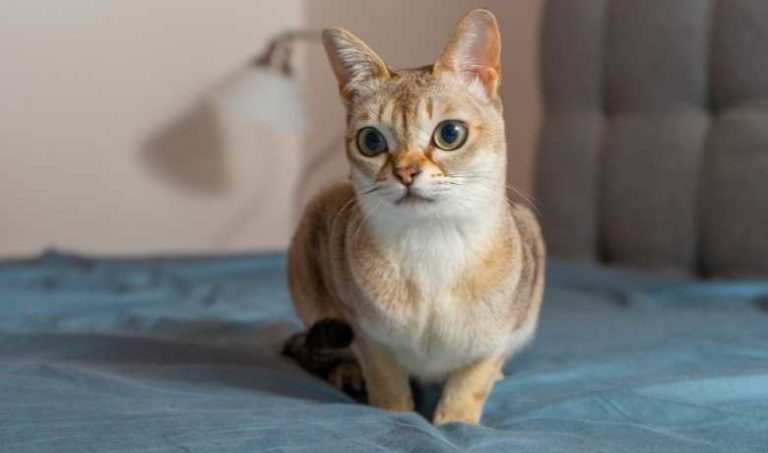 Image showcasing Singapura Cat Weight By Age Full Guide - My British Shorthair Cat ...
