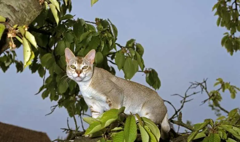 Image showcasing Singapura Cat Weight By Age Full Guide - My British Shorthair