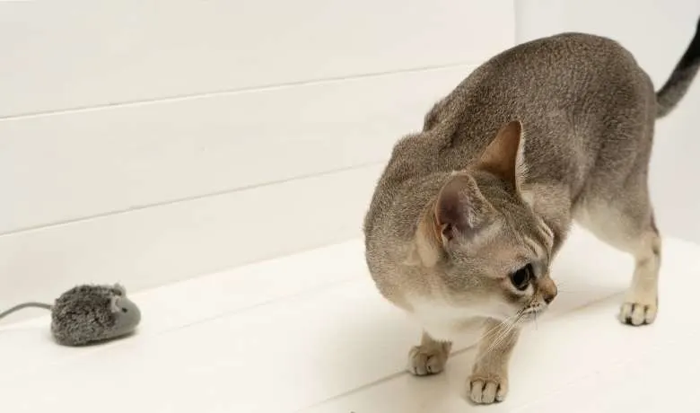 View of Singapura Cat Weight By Age Full Guide - My British Shorthair