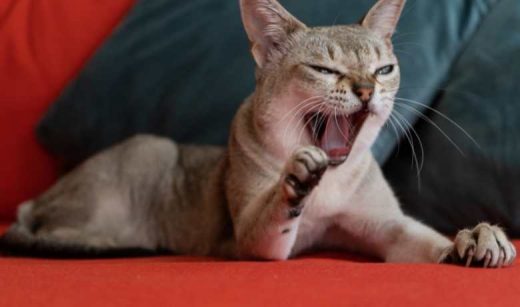 Picture of Singapura Cat Weight By Age Full Guide - My British Shorthair Cat ...