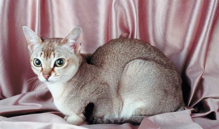 Picture of Singapura Cat Weight By Age Full Guide - My British Shorthair Cat ...