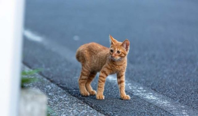 20 Orange Tabby Cat Breeds | Surprising & Fun Facts About Orange Cats ...