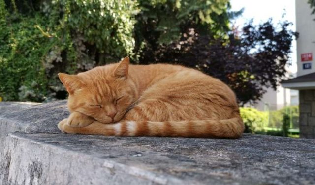 20 Orange Tabby Cat Breeds | Surprising & Fun Facts About Orange Cats ...