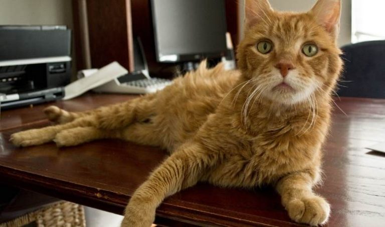 20 Orange Tabby Cat Breeds | Surprising & Fun Facts About Orange Cats ...