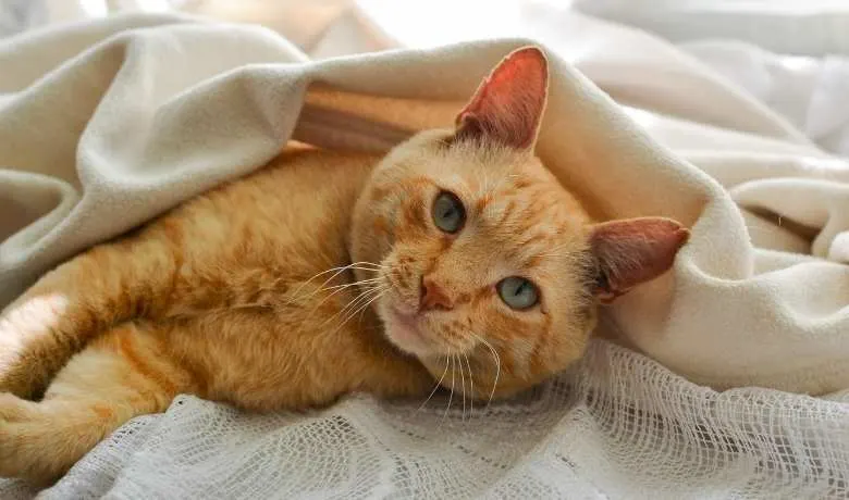 20 Orange Tabby Cat Breeds | Surprising & Fun Facts About Orange Cats ...