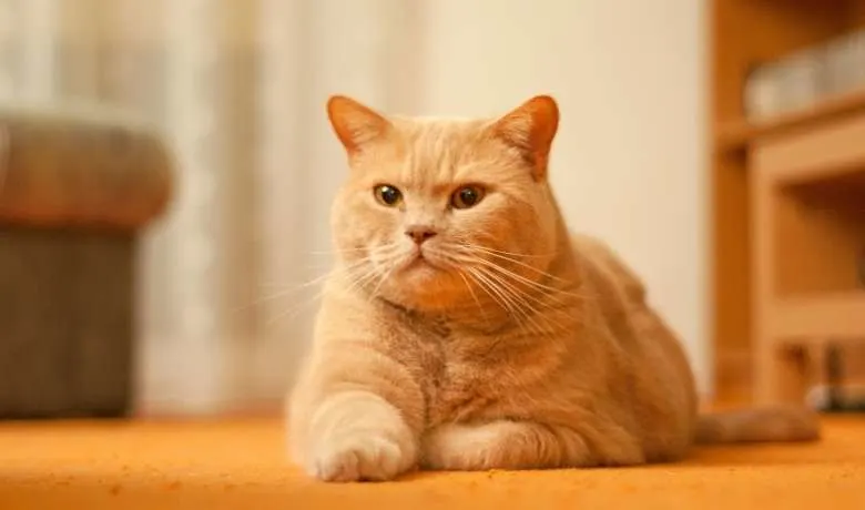 20 Orange Tabby Cat Breeds | Surprising & Fun Facts About Orange Cats ...
