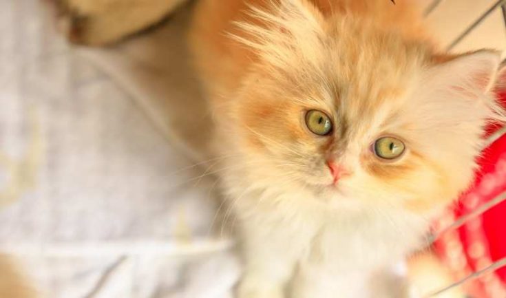 20 Orange Tabby Cat Breeds | Surprising & Fun Facts About Orange Cats ...