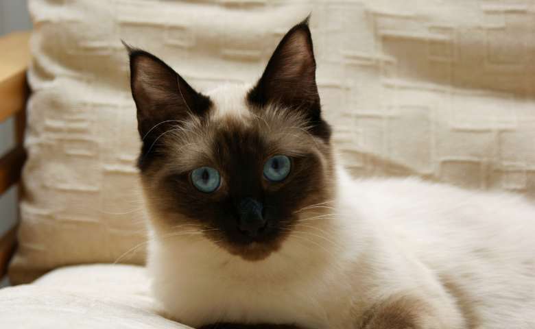 Ragdoll Vs Snowshoe Cat (Snowshoe Ragdoll Mix Vs Ragdoll Cat).