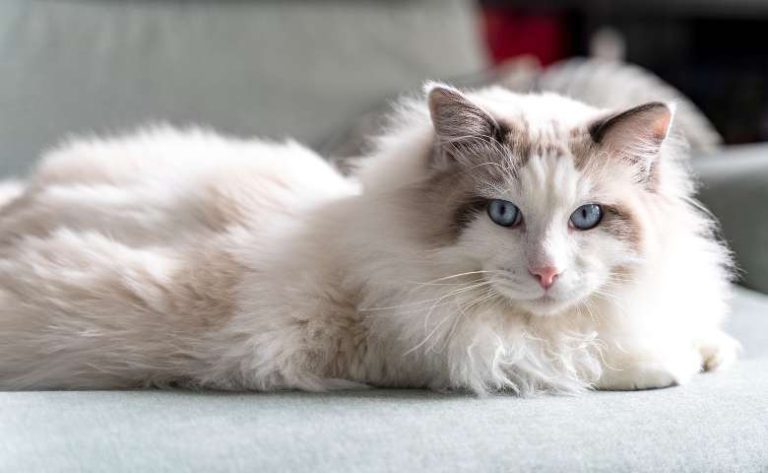 Pergen Ragdoll Persian Ragdoll Cat Mix (Information About Persian Ragdoll Mix Kitten ...