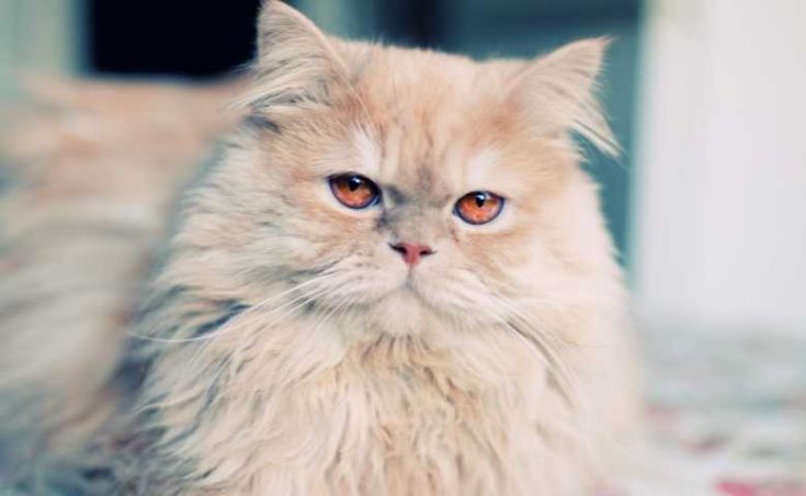 Pergen Ragdoll Persian Ragdoll Cat Mix (Information About Persian Ragdoll Mix Kitten ...