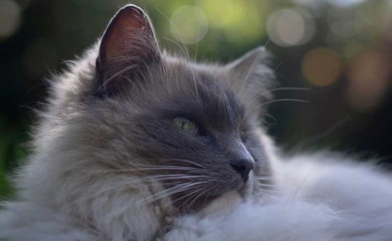 Grey Ragdoll Cat Breed (Rare Types Of Ragdoll Cats - The Majestic ...