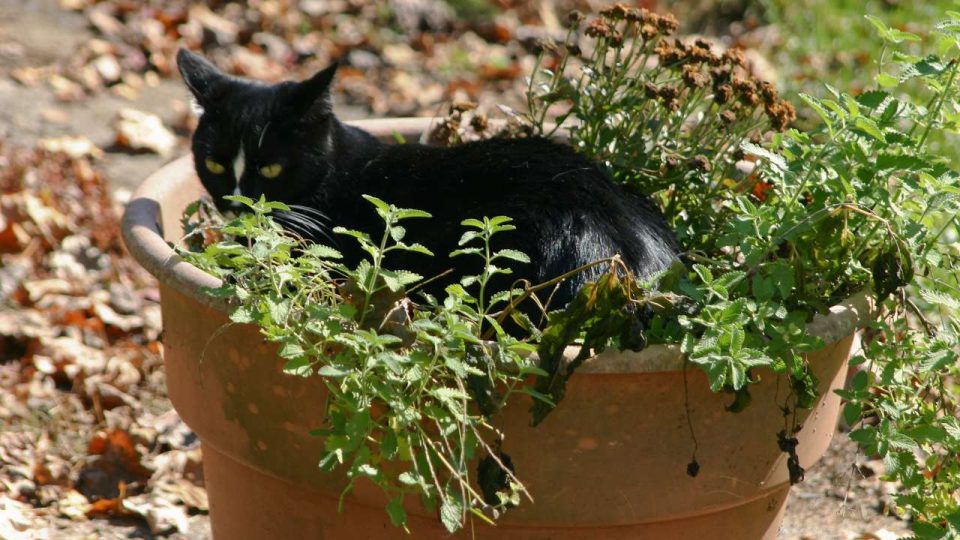 Can A Cat Have Too Much Catnip? Can Cats Overdose On Catnip? My
