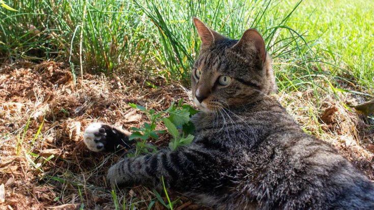 Can A Cat Have Too Much Catnip? Can Cats Overdose On Catnip? - My ...