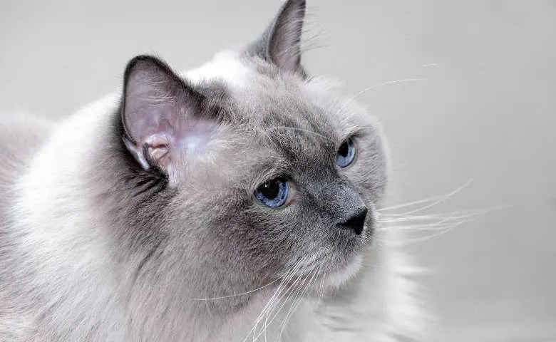 Blue Point Ragdoll Cat Breed (All You Need To Know About Ragdoll Kitten ...