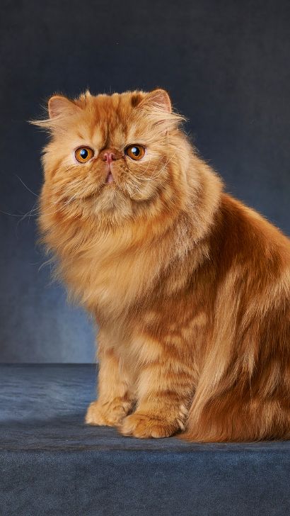 Flat faced hot sale orange cat