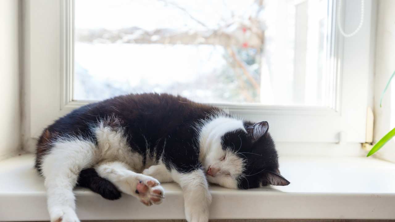 Homemade Cat Food For Urinary Problems. Recipe For A Good Diet. My