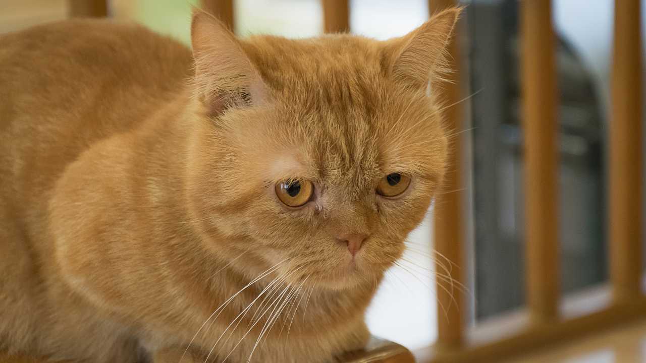 Image showcasing Homemade Cat Food For Urinary Problems. Recipe For A Good Diet. - My ...
