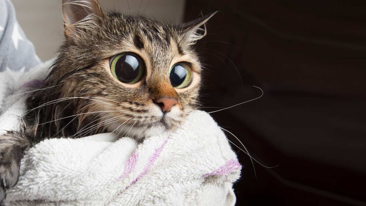 Homemade Cat Food For Urinary Problems. Recipe For A Good Diet. My