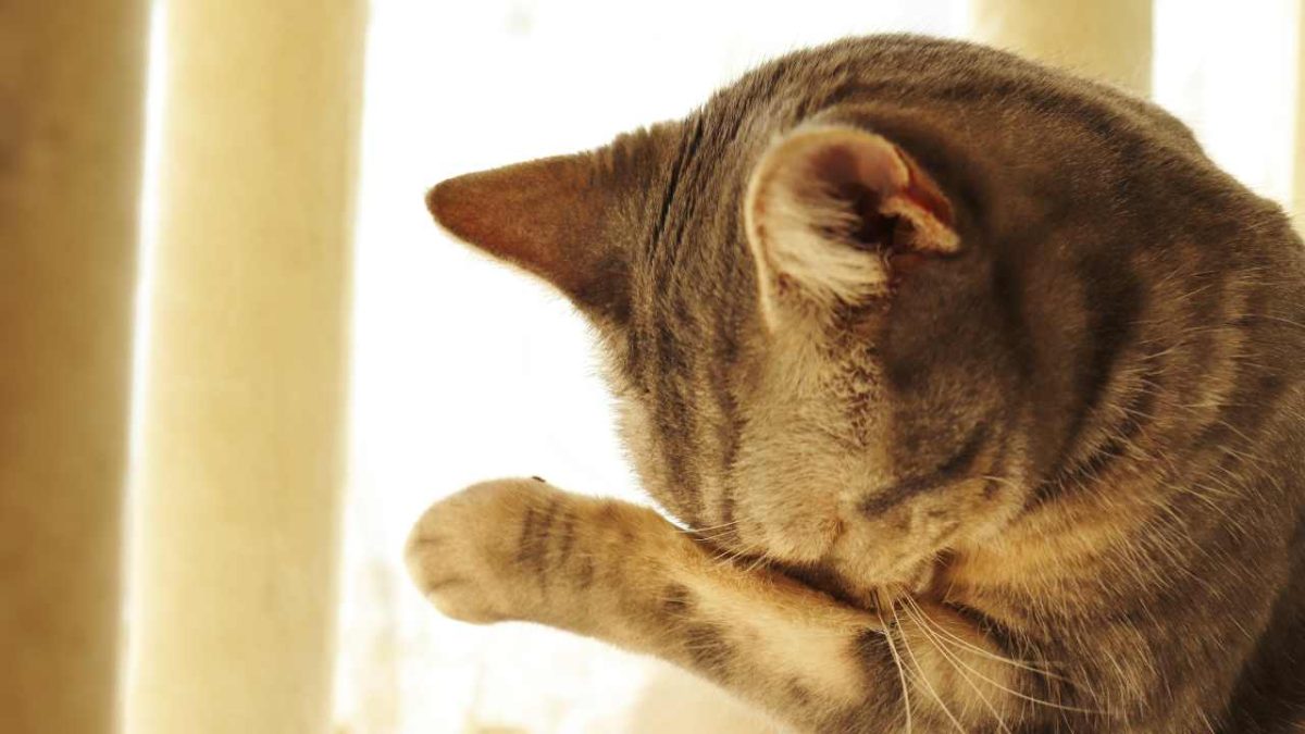 Homemade Cat Food For Urinary Problems. Recipe For A Good Diet. My