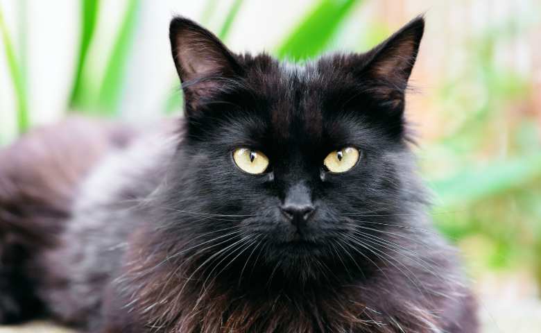 22 Black Fluffy Cats Breeds List Of Beautiful Black Cat Breeds My 