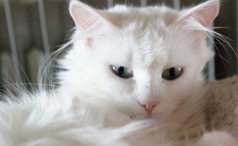 25 Fluffy Cat Breeds You'll Love To Cuddle With - WARNING Cute Pictures ...