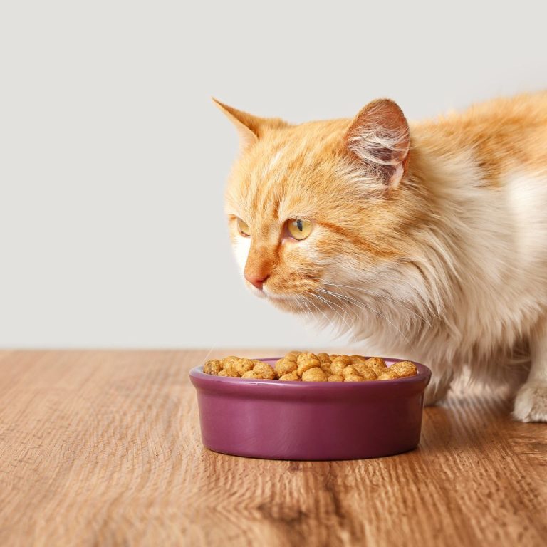 Soothing Diets For Cats With Diarrhea Pet Care Tips. What To Feed A