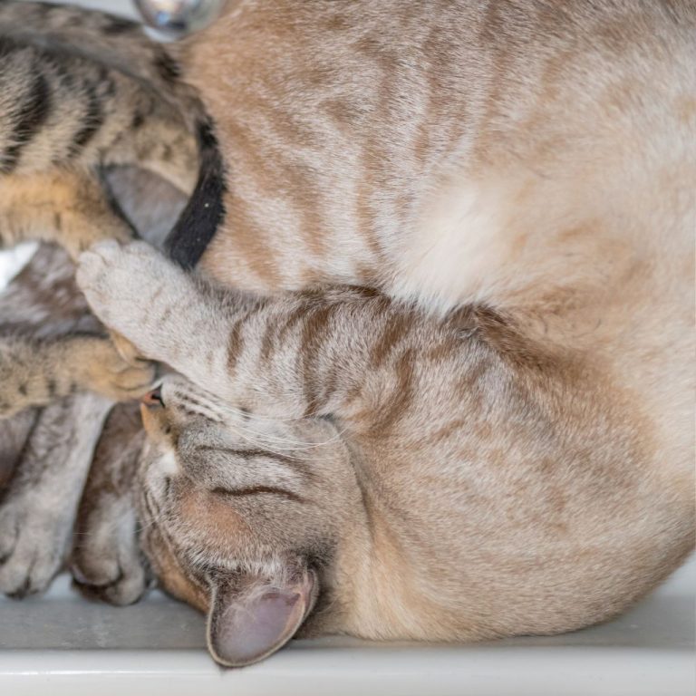 Why Your Cat Sleeps In The Bathroom Explained Why Does My Cat Sleep In