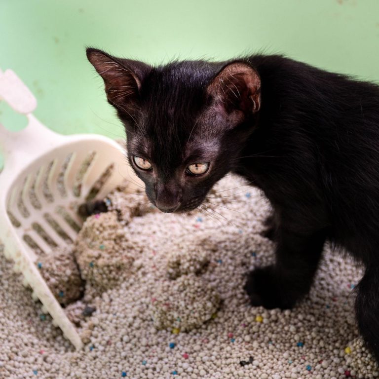 Why Your Cat Cries When Pooping Causes & Solutions