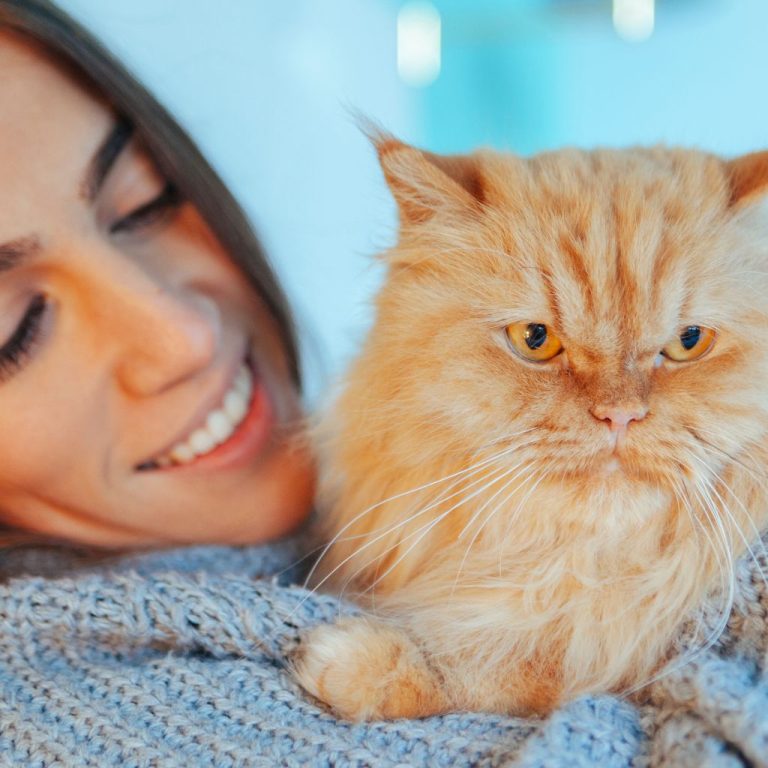 Adoption Timeline How Long To Adopt A Cat? How Long Does It Take To