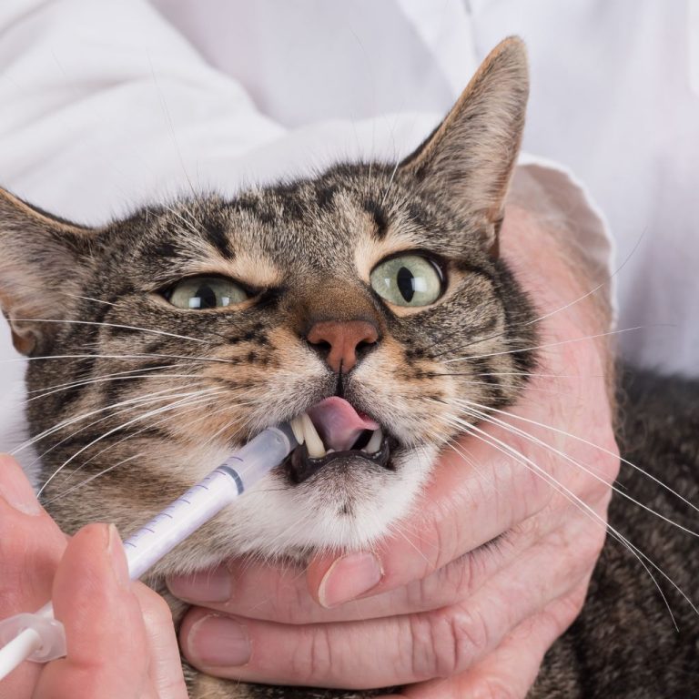 Hydrate Your Cat Safely With A Syringe Method How To Hydrate A Cat With A Syringe