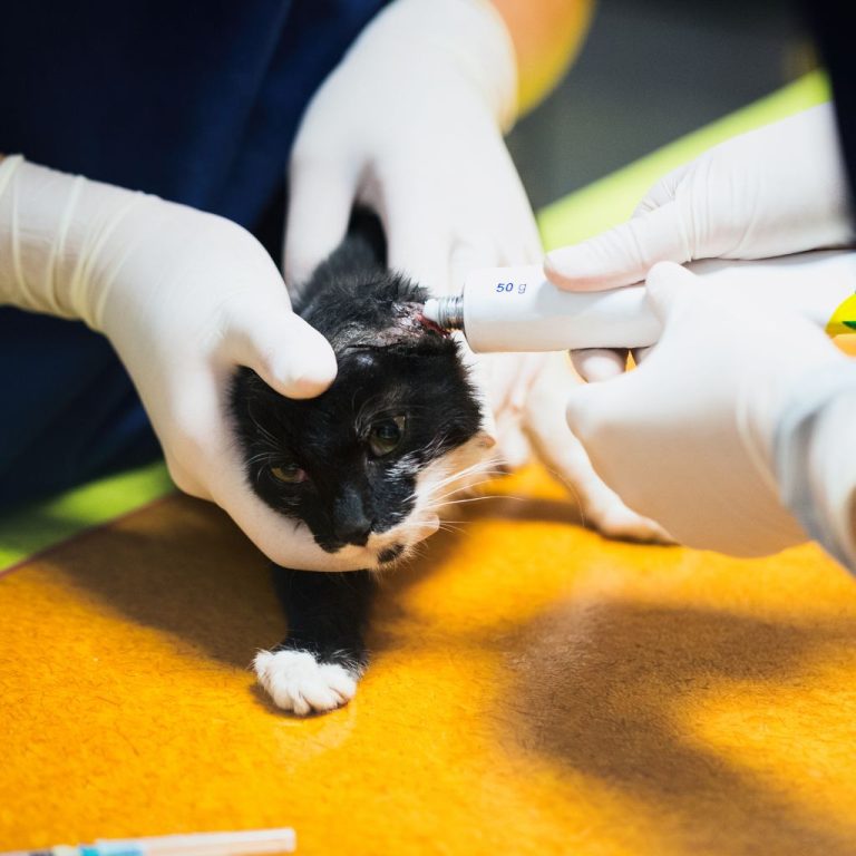 Safe Cat Wound Care Treat Open Wounds At Home How To Treat An Open Wound On A Cat
