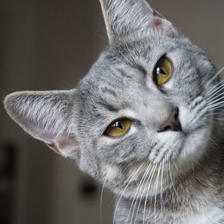 PostNeutering Changes In Male Cats Explained What Does A Male Cat Look