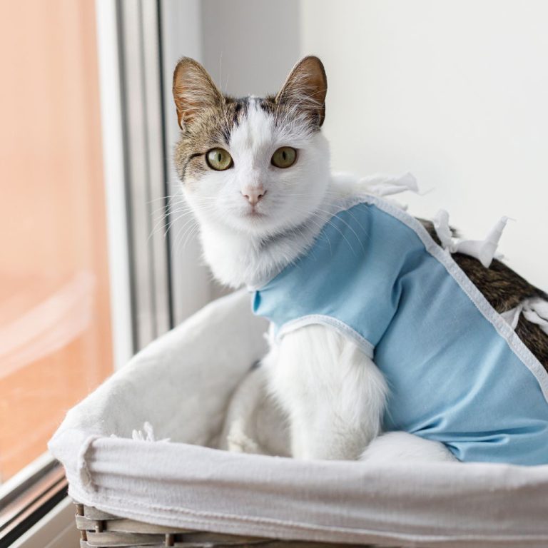 Understanding Cat Spaying What Happens What Happens When You